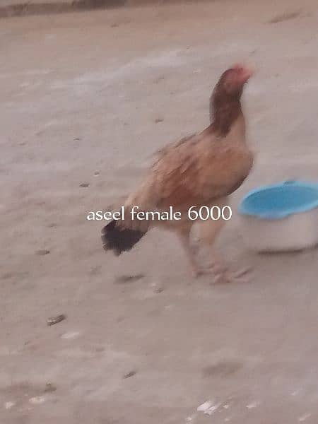 aseel setup for sale,+dasi hens 18