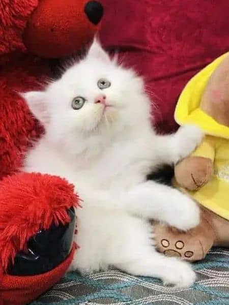 Persian kittens for sale 03287576736 call wahtasp 2