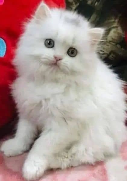 Persian kittens for sale 03287576736 call wahtasp 4