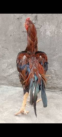 high quality aseel murga rooster