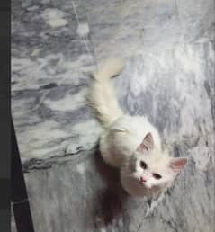 Triple coated Persian playful kitten 0