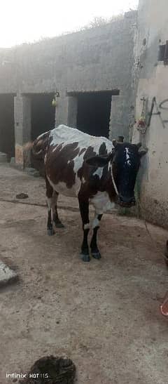 cross cow