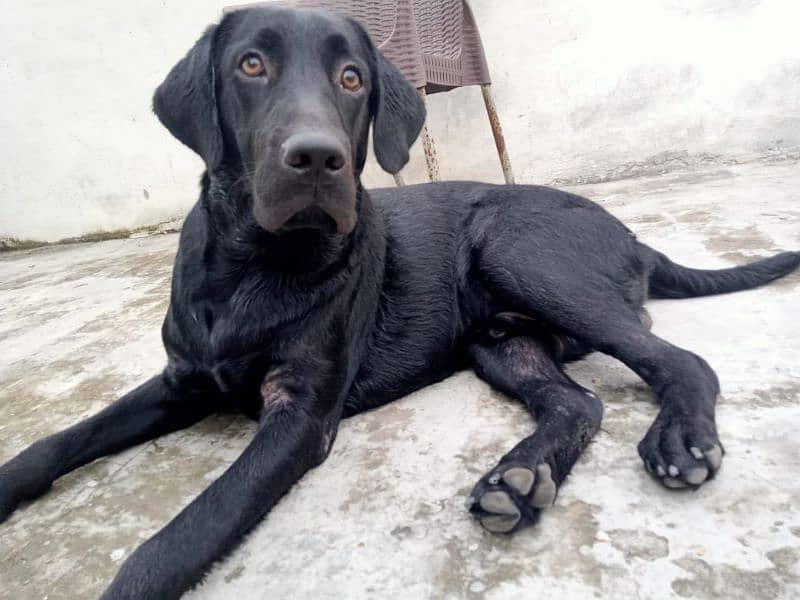 Labrador 0