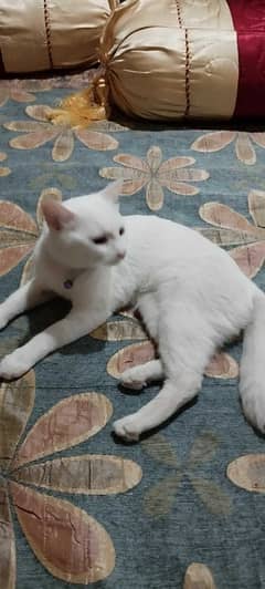 Beautiful White Female Cat