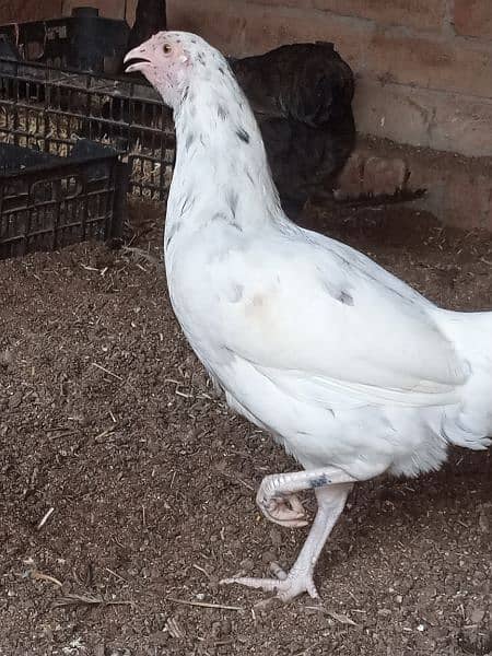 Golden misri hens 700 per kg 0