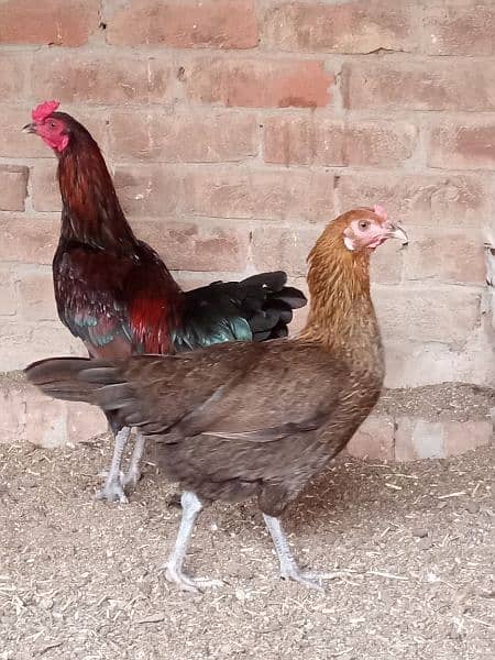 Golden misri hens 700 per kg 1