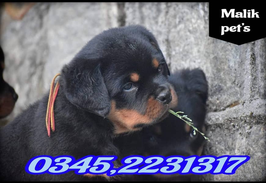 Rottweiler Puppy (03452231317) 1