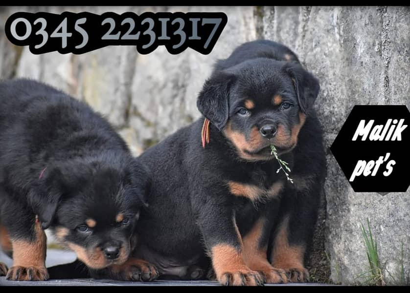 Rottweiler Puppy (03452231317) 2