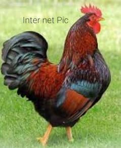 Desi Hen and cock