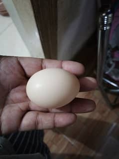 Ayam cimani eggs available for sale