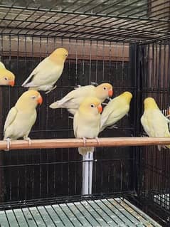 Albino Red Eye, Cremino, Decino Ready to breed