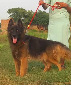 German Shepherd Long Coat Dog For Sale 0