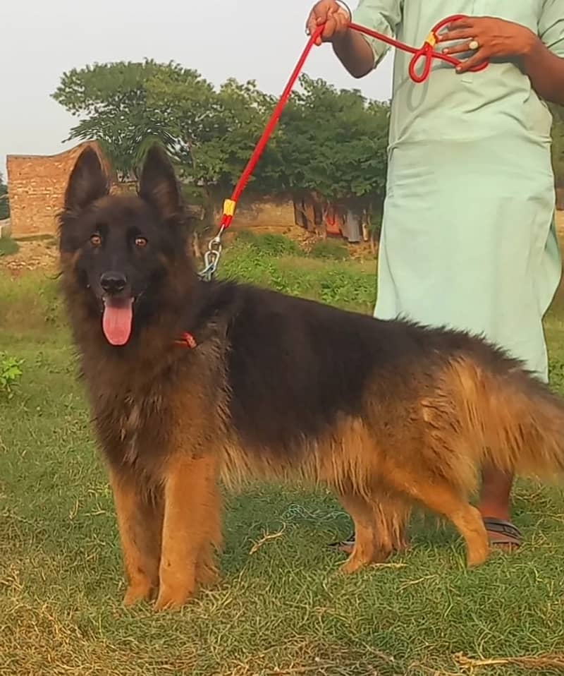 German Shepherd Long Coat Dog For Sale 0