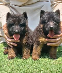 German Shepherd Pair | German Shepherd Long Coat Puppies For Sale