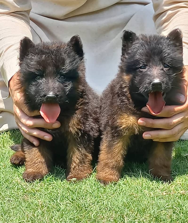 German Shepherd Pair | German Shepherd Long Coat Puppies For Sale 0