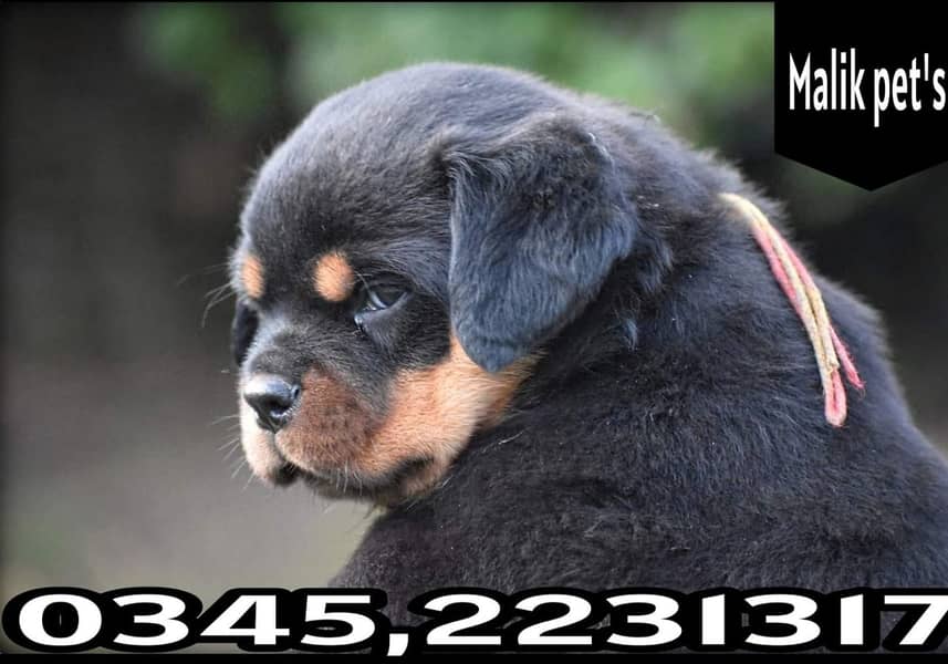 Rottweiler Puppy (03452231317) 2