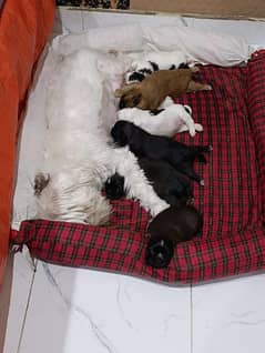 Shih Tzu Pups for sale