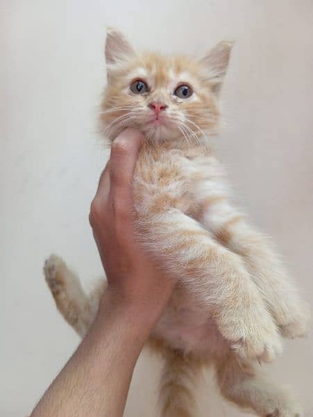 Persian kittens on adoption 1