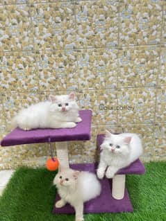 Piki Kitten|Punch face Kittens|persian cat|cute|tripple|fluffy|doll