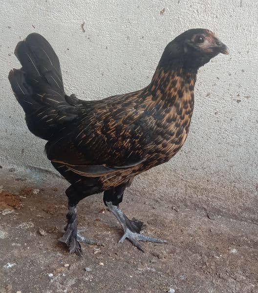 bantam  hens 1 male 2 female are for sell 0