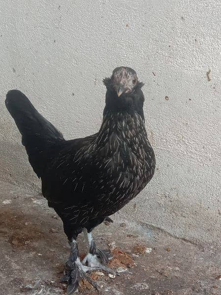 bantam  hens 1 male 2 female are for sell 1