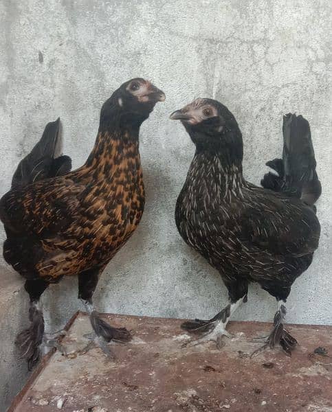 bantam  hens 1 male 2 female are for sell 3