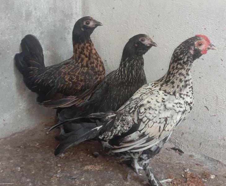 bantam  hens 1 male 2 female are for sell 5