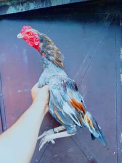 Achi quality k Aseel Pathy for Sale hen