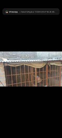 9x9 feet cage made by iron sheets and brick