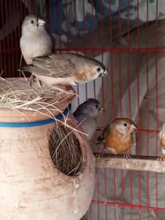 Full orange mutation finches