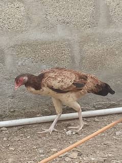 hen