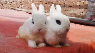 Hotot dwarf rabbit | draft | Fancy Rabbits | Bunnies