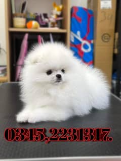 Pomeranian Puppy (03452231317)