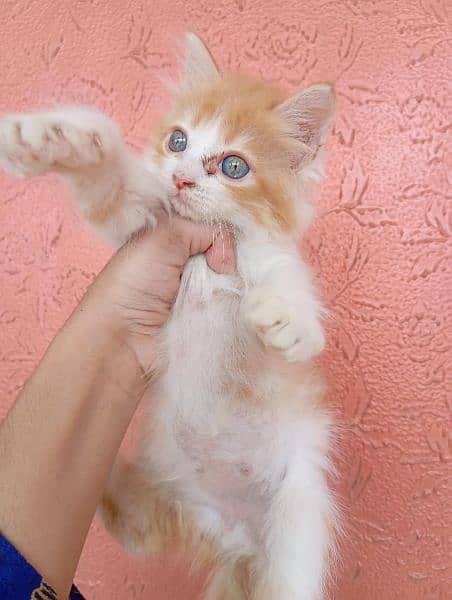 Persian kittens on adoption 4