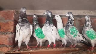 Sialkoti taddi cheenay pigeons for sale.