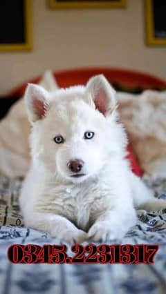 Siberian Husky Puppy (03452231317)