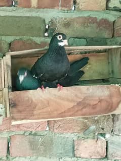 shirazi pigeon