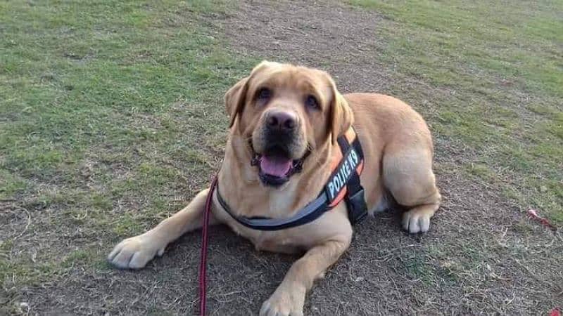 Male British Labrador Retriever 3