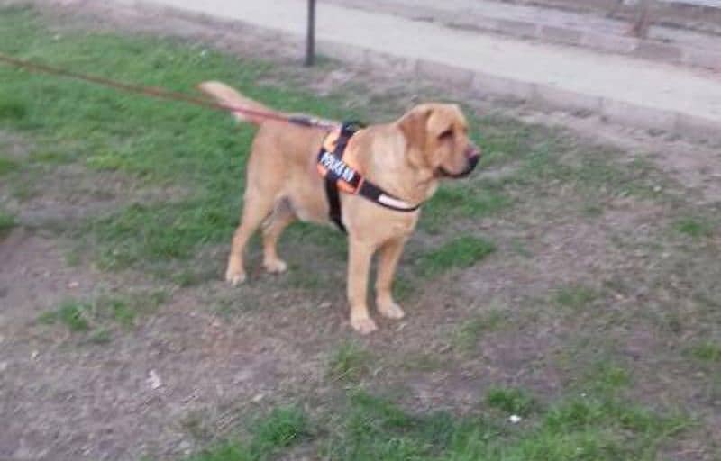 Male British Labrador Retriever 4