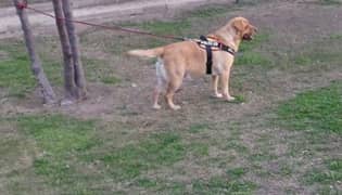 Male British Labrador Retriever