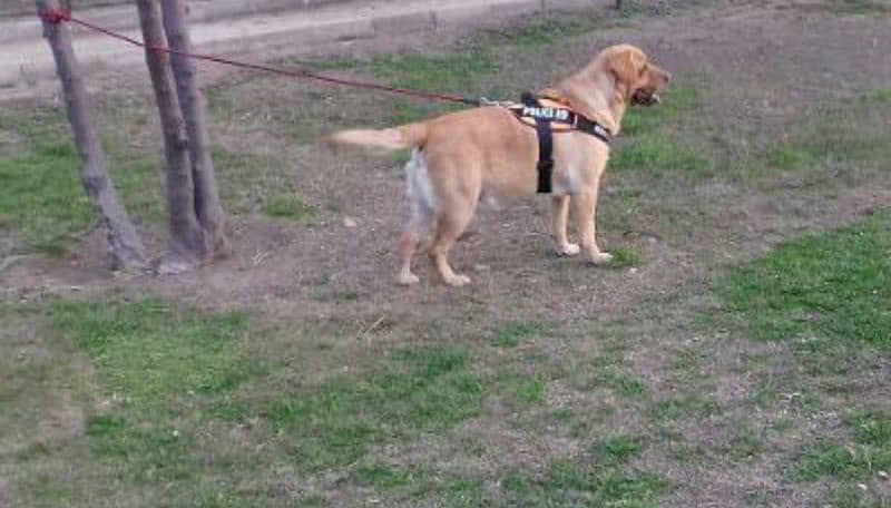 Male British Labrador Retriever 0