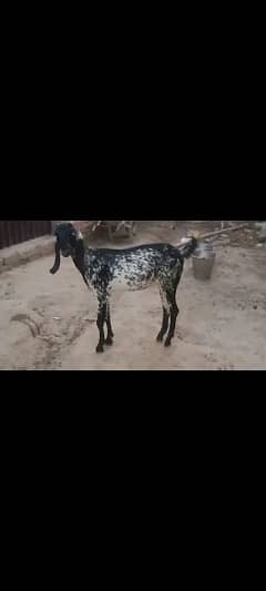 2 female goat for sale