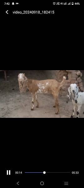 2 female goat for sale 1