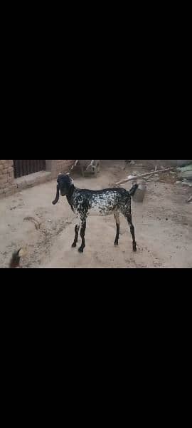 2 female goat for sale 2