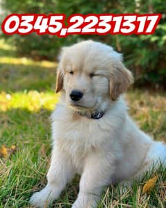 Golden Retriever Puppy (03452231317)