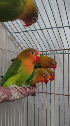 Green Fisher / Love birds for sale