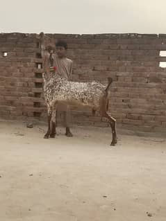 makhi chini Gabban bakri urgent for sale