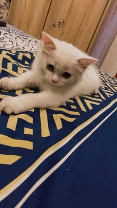 3.5 months old kitten for sale