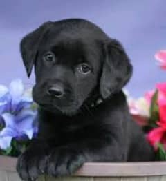 Labrador Retriever Puppy