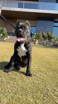 Cane Corso italian Mastiff